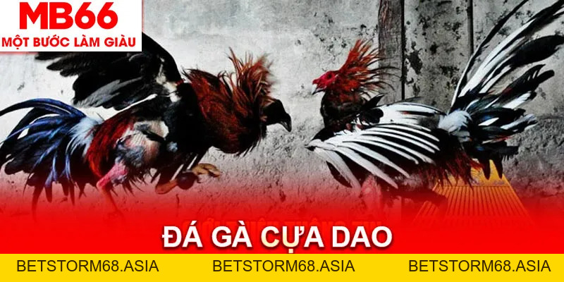 Đá Gà MB66 - Bùng Nổ Cảm Xúc Với Các Trận Chiến Kinh Điển