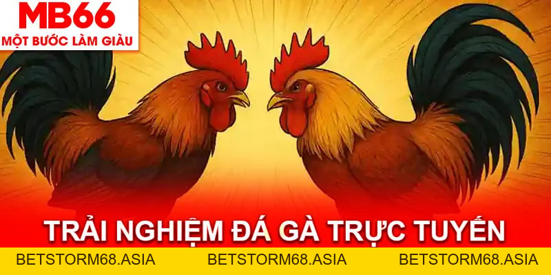 Đá Gà MB66 - Bùng Nổ Cảm Xúc Với Các Trận Chiến Kinh Điển
