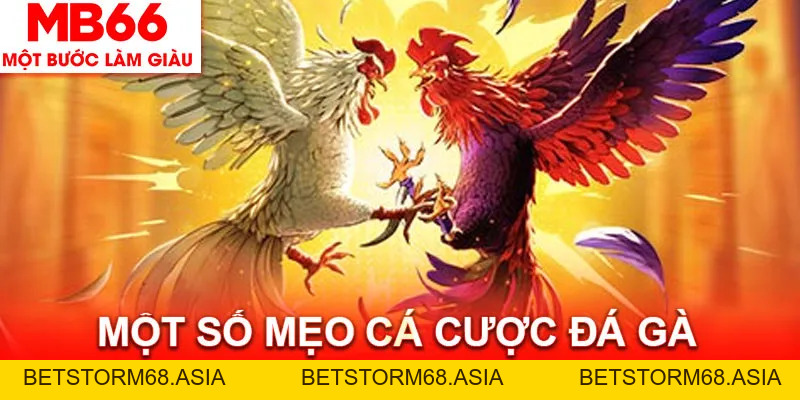 Luật Chơi Đá Gà MB66 - Toàn Bộ Các Quy Định Bạn Cần Biết