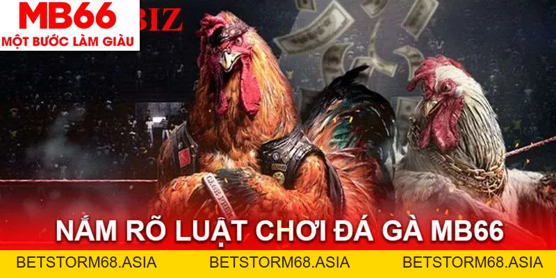 Luật Chơi Đá Gà MB66 - Toàn Bộ Các Quy Định Bạn Cần Biết