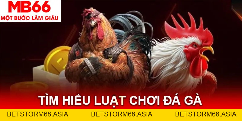 Luật Chơi Đá Gà MB66 - Toàn Bộ Các Quy Định Bạn Cần Biết