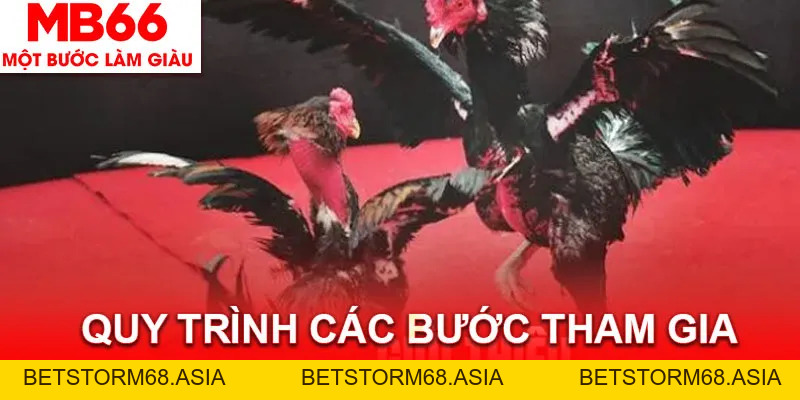 Đá Gà Cựa Dao MB66 - Hình Thức Giải Trí Hồi Hộp Và Đẫm Máu